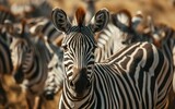 Fototapeta Konie - zebras in a dynamic formation showcasing the beauty of their unity