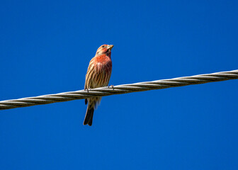 Wall Mural - House Finch on a wire along the Shadow Creek Ranch Nature Trail in Pearland, Texas