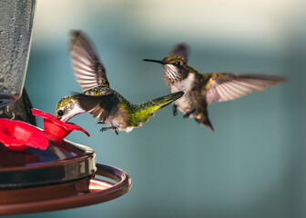 Wall Mural - Ruby-throated Hummingbirds feeding at the Brazoria National Wildlife Refuge