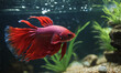 © Alexandre - Red betta fish