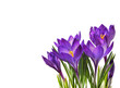 Purple crocus flowers and leaves in a floral arrangement isolated on white or transparent background
