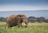 Fototapeta Sawanna - Rodzina słoni na afrykańskiej sawannie w Amboseli 