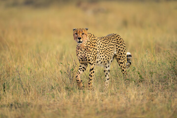 Wall Mural - Cheetah walks across savannah in long grass