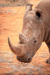 Black rhinoceros (Diceros bicornis) in the red sands of the Kalahari Desert, Namibia, Africa