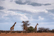 South African giraffe (Giraffa camelopardalis) in the red sands of the Kalahari Desert, Namibia, Africa