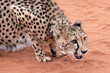  South African cheetah (Acinonyx jubatus jubatus) in the red sands of the Kalahari Desert, Namibia, Africa
