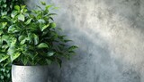 Fototapeta  - a pot of green plants against a concrete wall