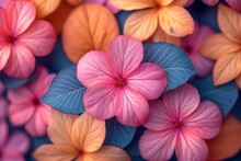 Vibrant Pink And Orange Hydrangea Blooms . Floral Spring Wallpaper Background
