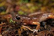 Closeup on an adult Ensatina eschscholtzii oregonensis lungless salamander in North Oregon
