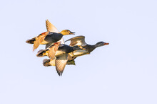 A Group Of Left To Right Flying Male Gadwalls, Mareca Strepera, Close Together In Rapid Flight In The Warm Light Of The Morning Sun Against Background Of Clear Neutral Sky