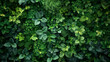 Serenade of Nature: A Mesmerizing Close-up of Vibrant Verdant Foliage