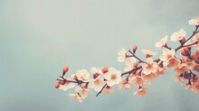 Vintage Blossom Background With Copy-space.