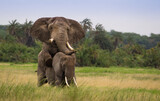 Fototapeta Sawanna - Miłośc słoni na afrykańskiej sawannie