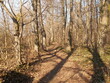A suburban forest in early spring in the sun, a forest road