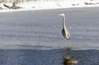 View of a heron bird standing on frozen ice in a pond