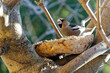Hawfinch bird sitting on a branch