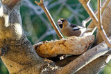 Fototapeta  - Hawfinch bird sitting on a branch