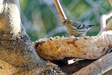 Fototapeta  - Green Carduelis bird sitting on a branch