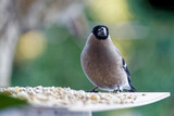 Fototapeta  - Bullfinch bird sitting on a branch