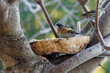 Finch bird sitting on a branch