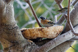 Fototapeta  - Finch bird sitting on a branch