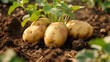 © GMeta - Close-up photograph of potatoes in the ground