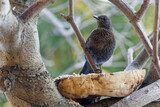 Fototapeta  - Small blackbird bird sitting on a branch