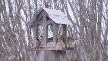White-crowned Sparrows, Carolina Chickadee And American Goldfinch At A Bird Feeder In Heavy Snowfall