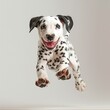 © Ivana - young Dalmatian pup jumping in the studio on the white background