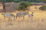 Fototapeta Konie - Zebra - Tarangire, Serengeti, Ngorongoro