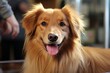 © Iuliia - A beautiful purebred dog looking directly into the camera lens, close-up portrait
