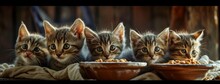 Curious Whiskers And Playful Antics Fill The Room As A Litter Of Malayan Kittens Gather Around A Bowl Of Nourishing Cat Food, Their Domesticated Instincts For Survival Evident In Their Felidae Eyes A