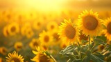 Fototapeta Kwiaty - Sunflowers in a golden field, creating a bright and warm natural background generative ai