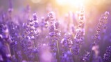 Fototapeta Na drzwi - Sunlit lavender field generative ai