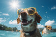 cute happy funny pretty beautiful dogs puppy doggy pet best friend swimming in pool or sea, wear sunglasses, water laps wet joyful humor enjoyment playing smiling sunlight beach.