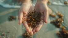 First Person View Shot Of Hands Holding Seaweed Sea Moss At The Beach, Natural Lighting