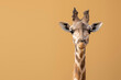 giraffe head and neck on orange background with copy space 