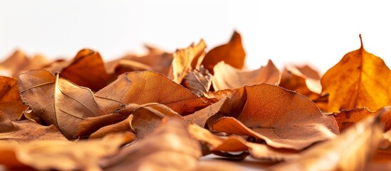 Wall Mural - Close up of dry leaves on a white background: Close up, dry leaves, white background - creating a stunning image