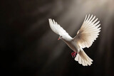 Fototapeta Tulipany - Fliegende Taube im Licht, Zeichen für Frieden, Religion, Christentum, Ostern, Freiheit, Hochzeit, Liebe
