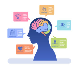 human brain study flat vector illustration. infographic of human brain functions with color coded.