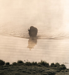 Wall Mural - Bison Heads Toward Shore of Yellowstone River