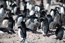 Detail Shot Of Penguin Kissing Its Chick In Adelie Penguin Colony On Rocky Mountain In Antarctica 