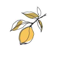 Wall Mural - Simple line drawing illustration of a lemon on a tree branch