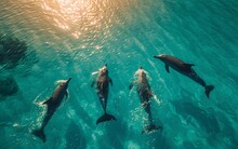 Beautiful Bottlenose Dolphins Jumping Out Of Sea With Clear Blue Water On Sunset Sky.