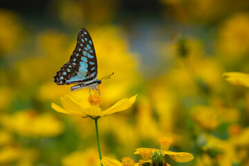 Wall Mural - common jay butterfly Graphium doson feeding on sulphur cosmos flower nectar in flower garden, natural bokeh background