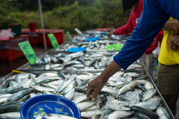 People hand choose and buy tuna seafood fish