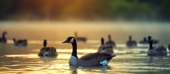 Poster - Mesmerizing Sight of Canadian Goose Groups Gracefully Swimming in the Serene Lake