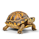Fototapeta Konie -  turtle without shadow and without reflection, on transparency background PNG