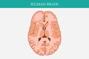 Wall Mural - horizontal cross sections through cerebrum. cross section of human brain. eps 10