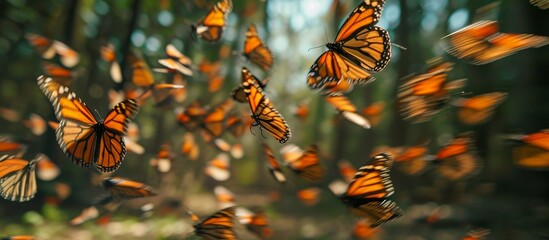 Wall Mural - mesmerizing monarch butterflies (danaus, plexippus): a spectacular display of monarch butterflies (d